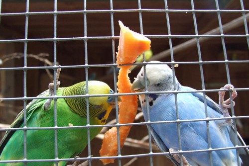 Vögel füttern